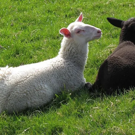 Foersterlisl Appartement *